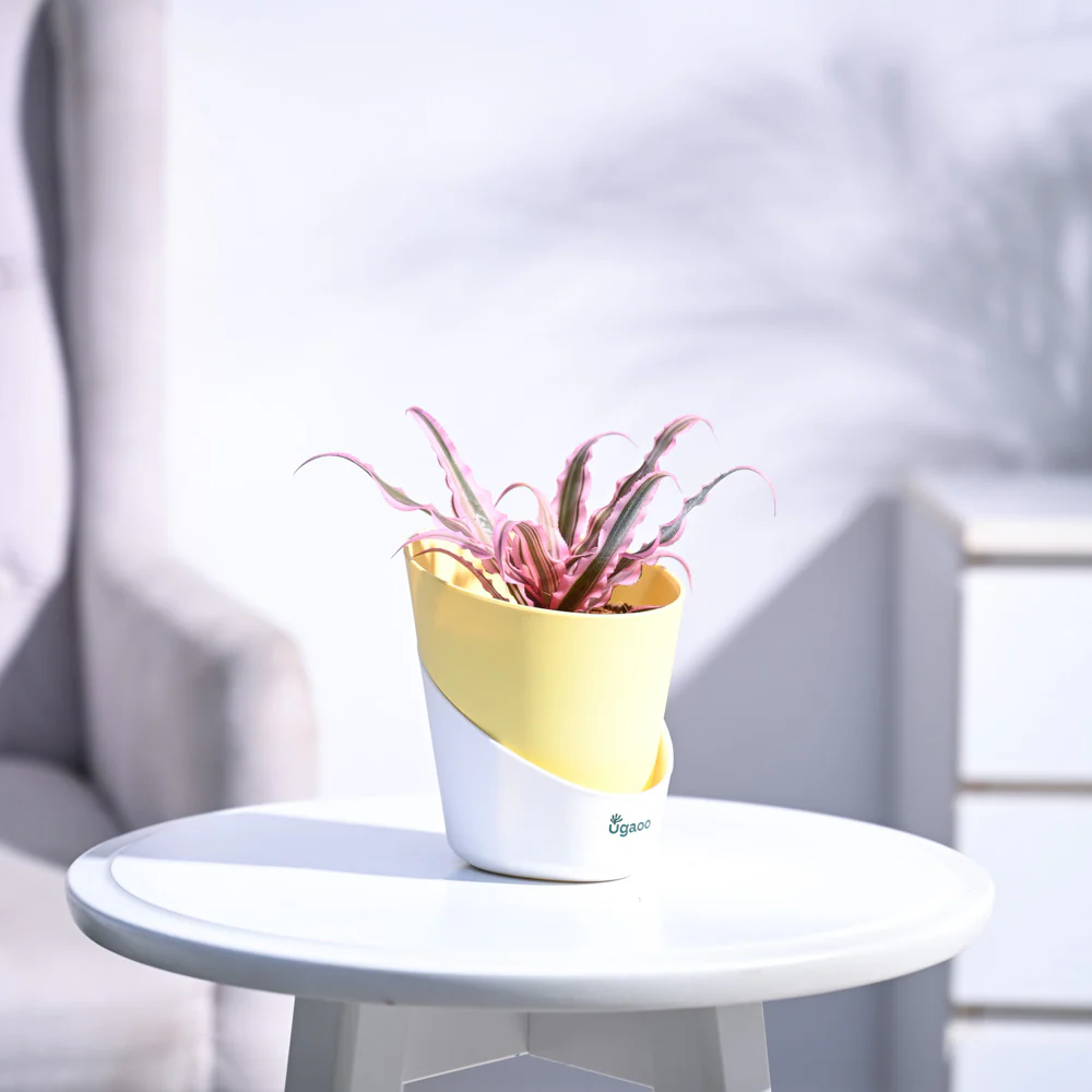 Earth Star Plant - Pink - Image 83