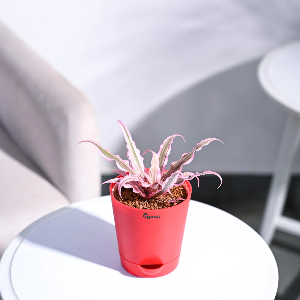 Earth Star Plant - Pink - Image 86