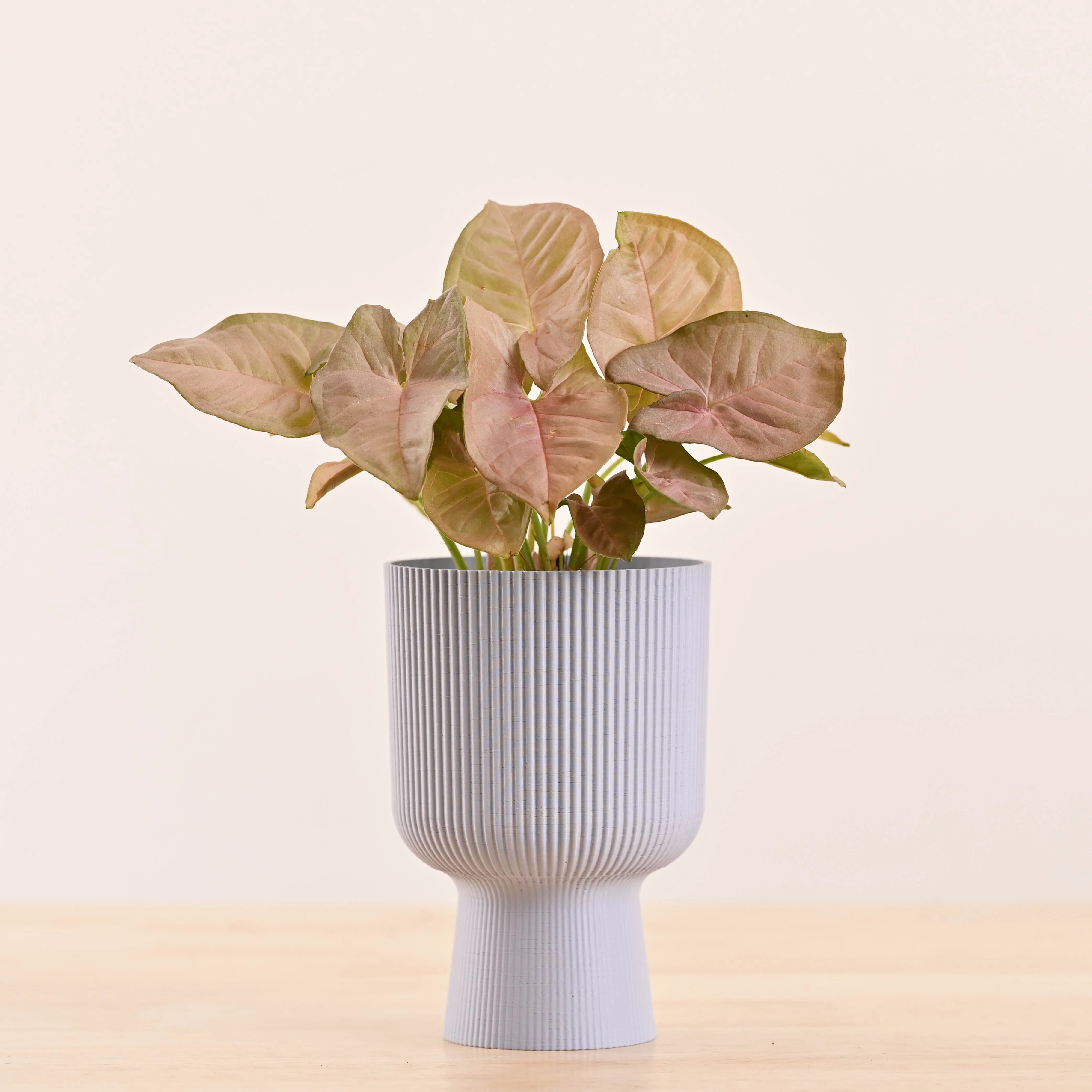 Erika Planter - Image 14