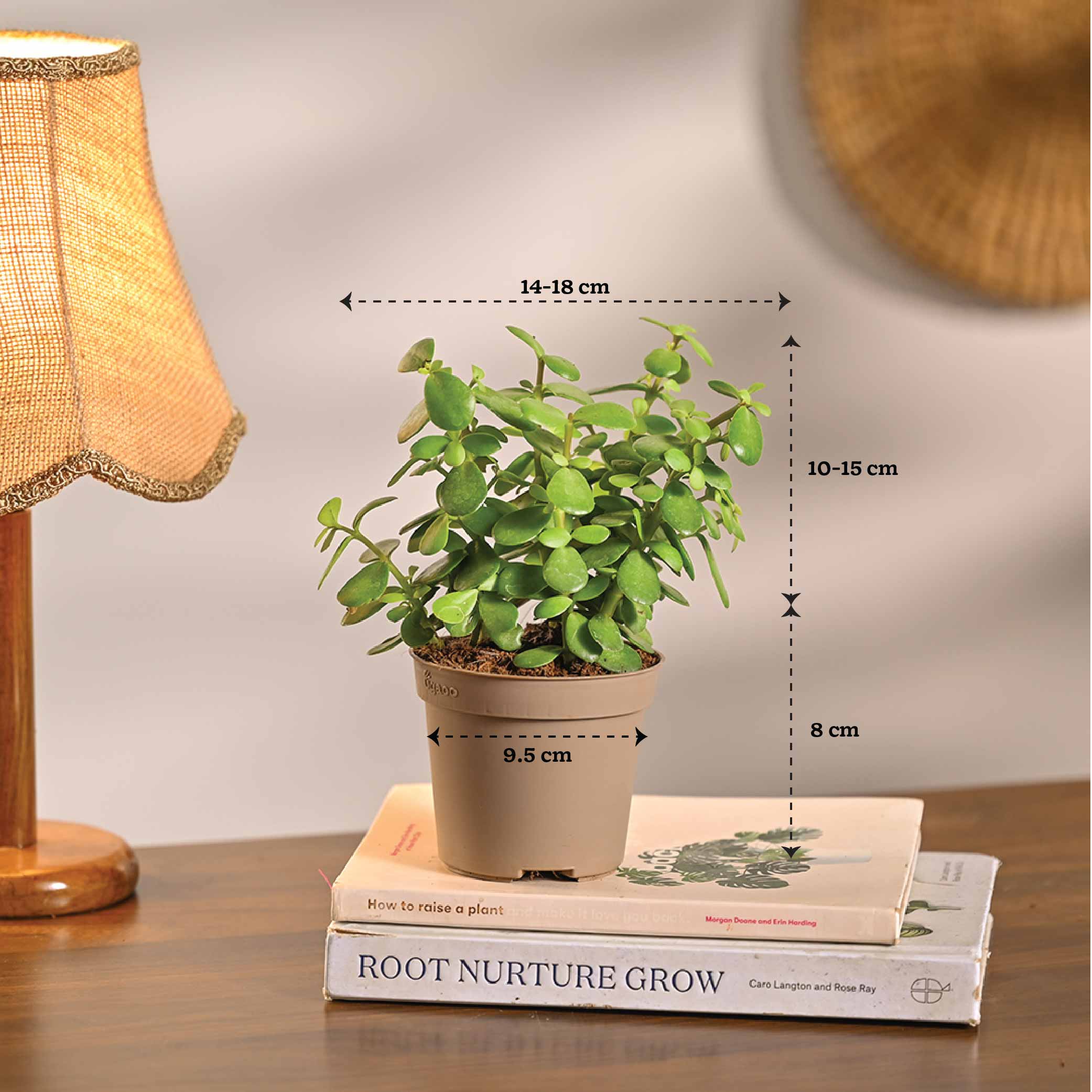 Combo of 4 Minimalist Plant Set - Image 10
