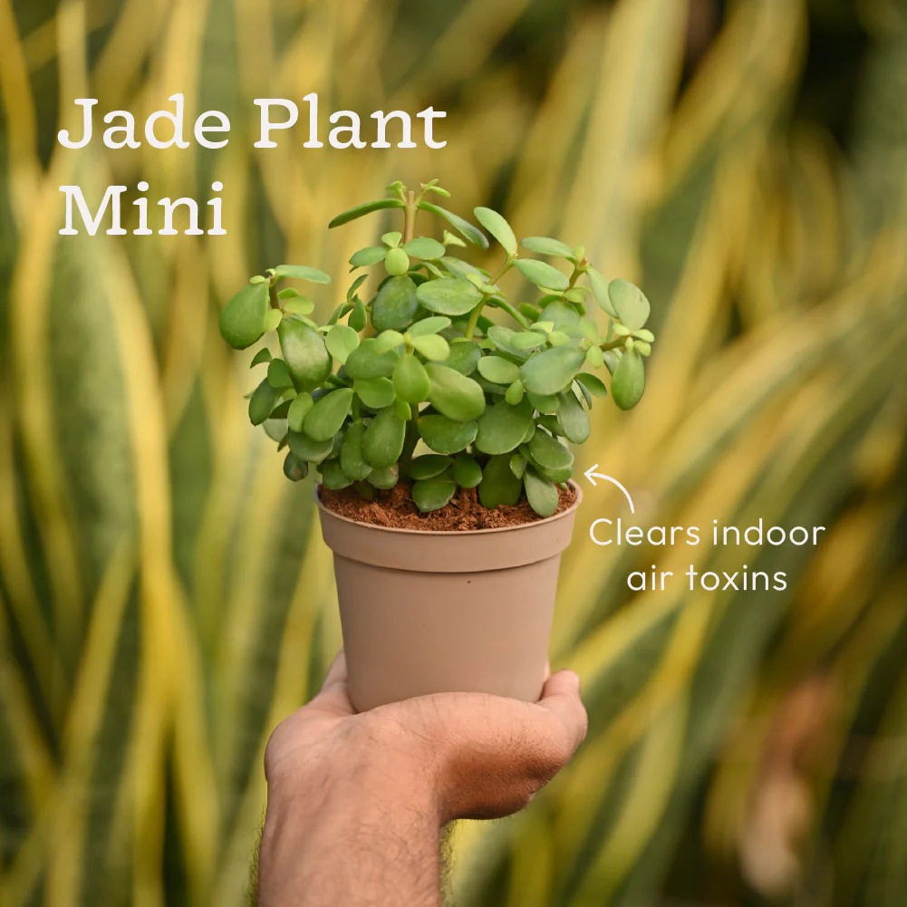Combo of 4 Minimalist Plant Set - Image 6