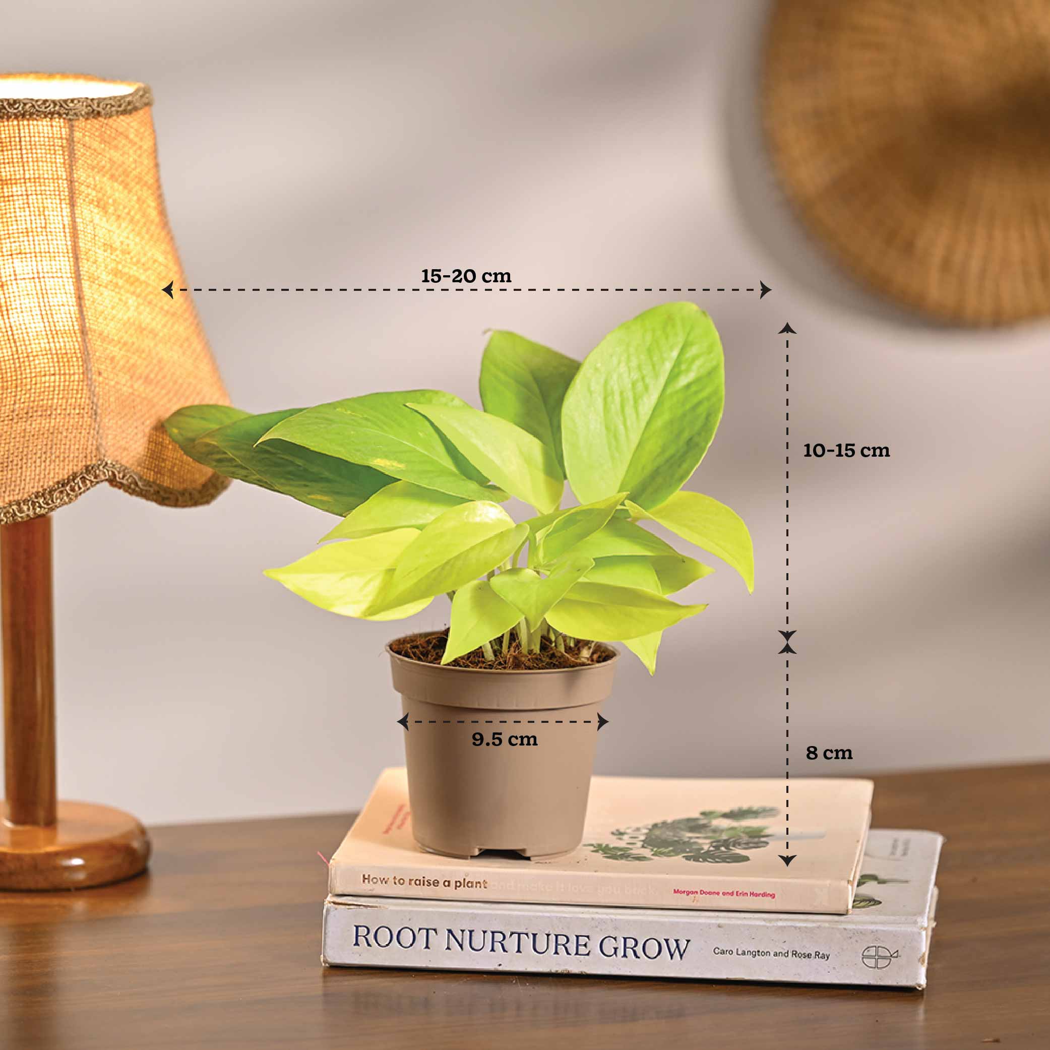 Combo of 4 Minimalist Plant Set - Image 8