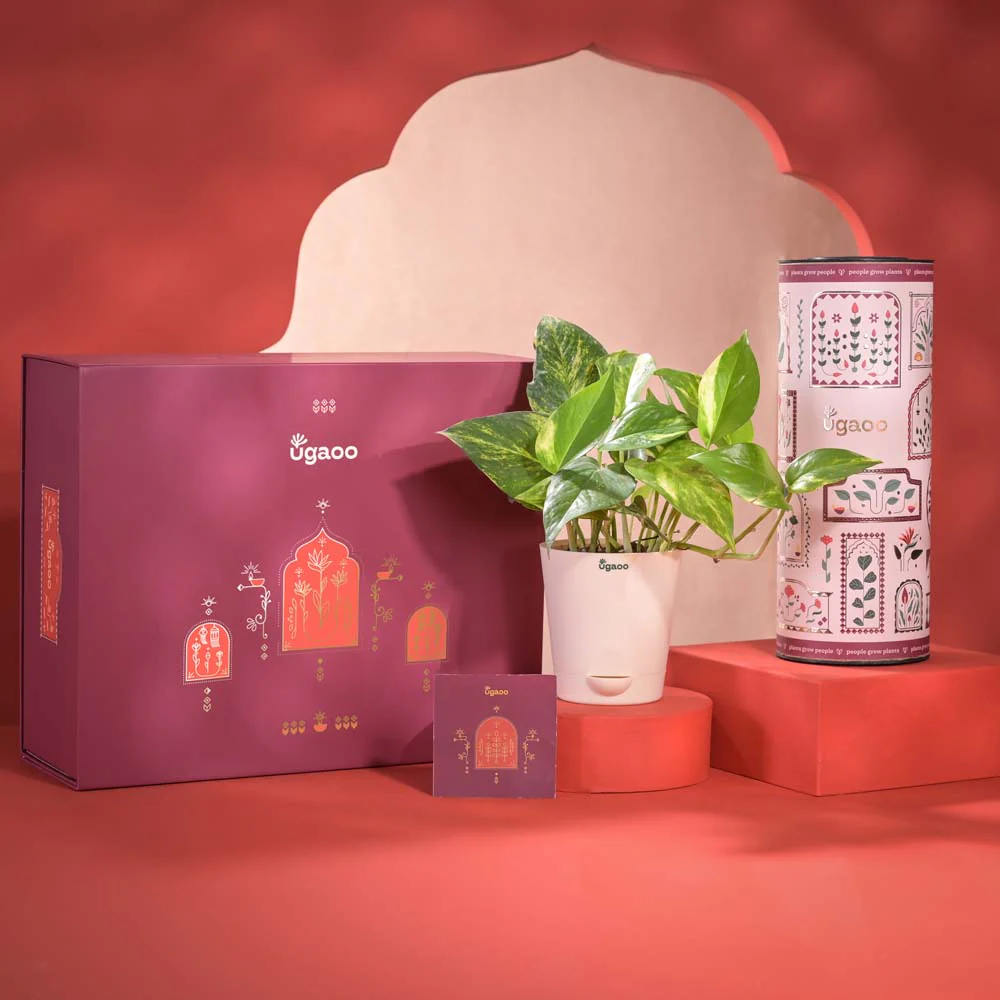 Eternal Blessings Diwali Gift Hamper - Image 10