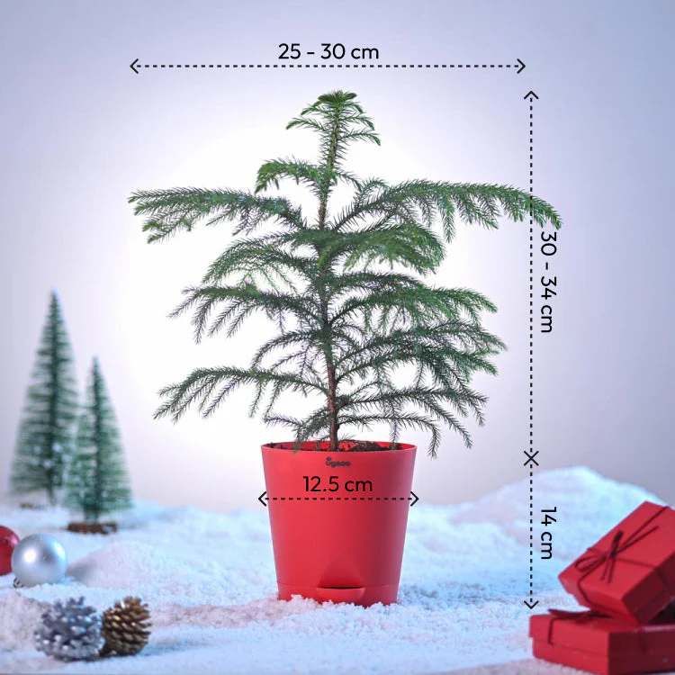 Evergreen Indian Christmas Tree - Image 4