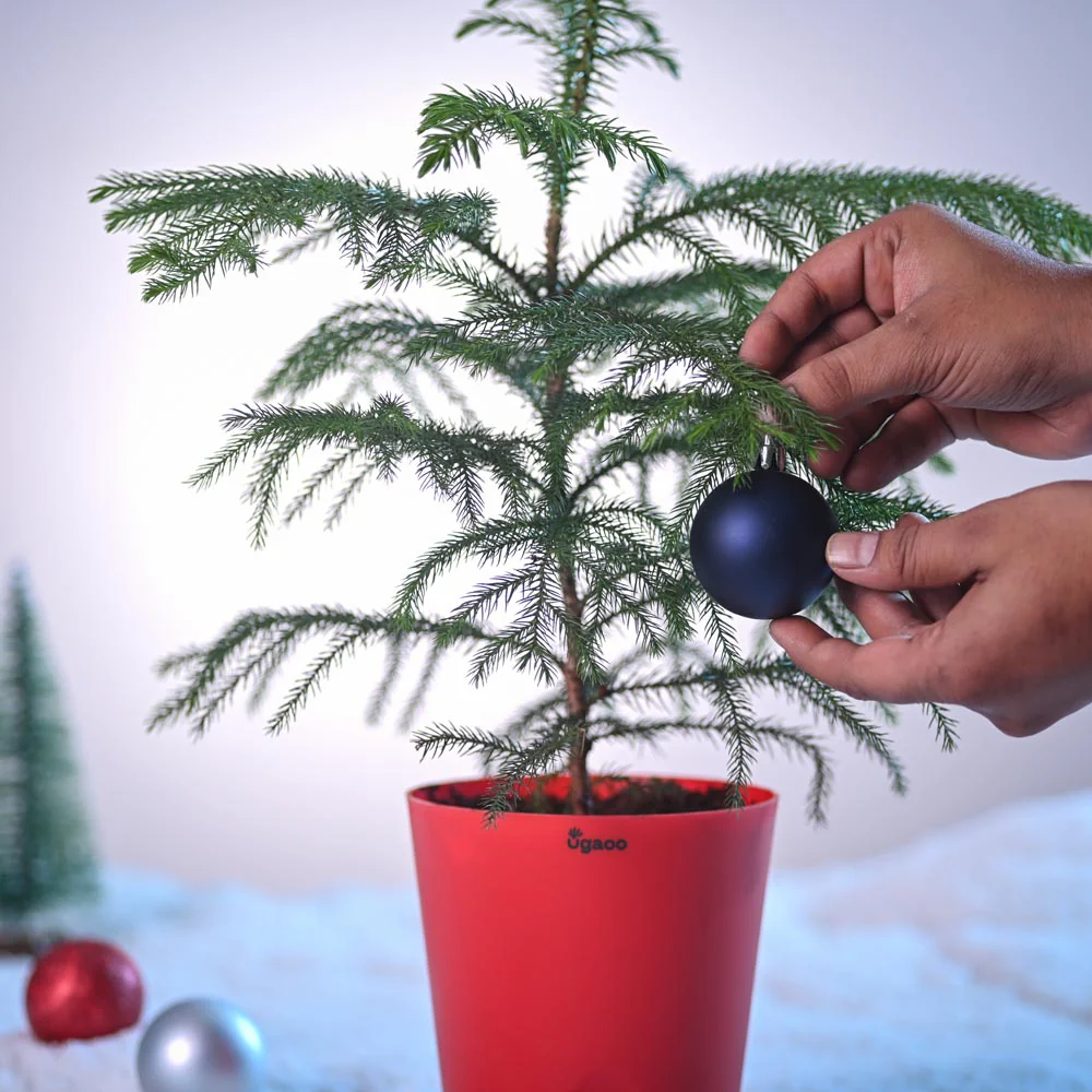 Evergreen Indian Christmas Tree - Image 5
