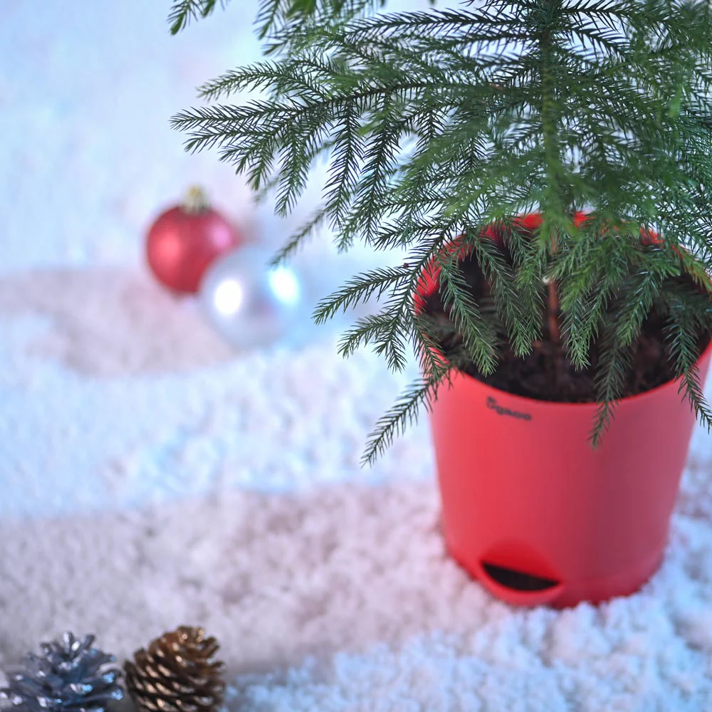Evergreen Indian Christmas Tree - Image 6