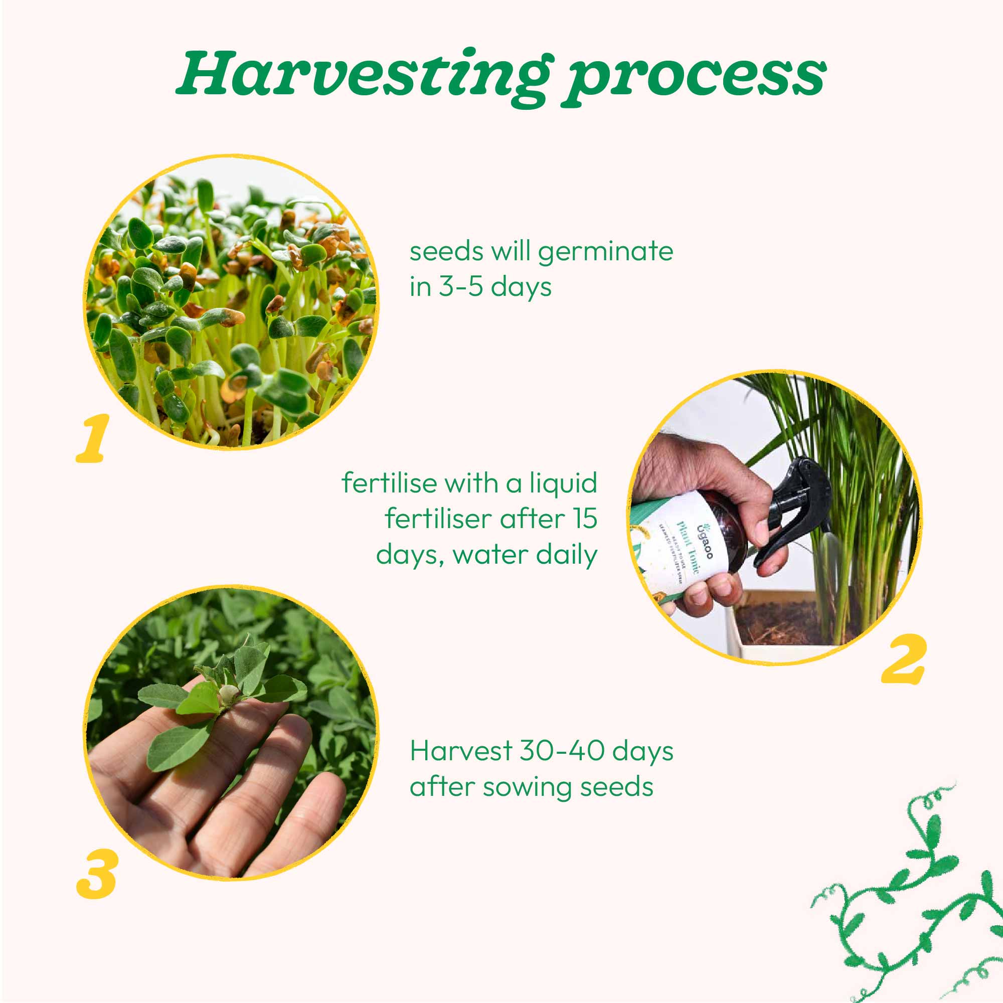 Fenugreek Seeds (Methi) - Image 23