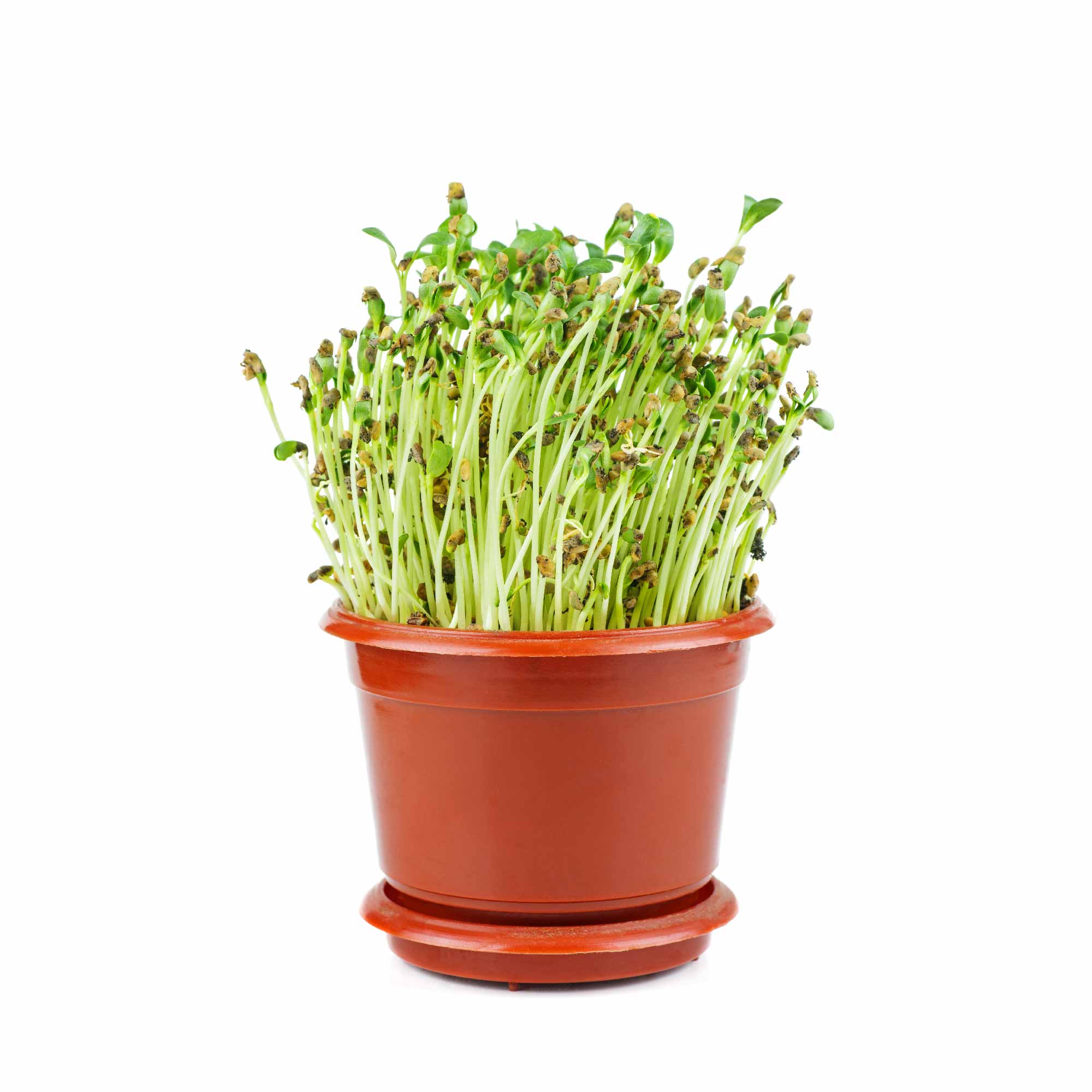 Fenugreek Seeds (Methi) - Image 9