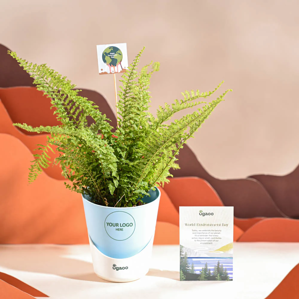 Fern Morpankhi For Environment Day Gifting - Image 20