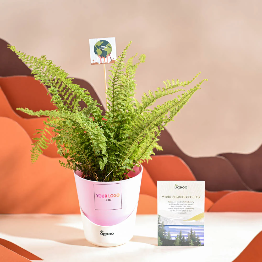 Fern Morpankhi For Environment Day Gifting - Image 26