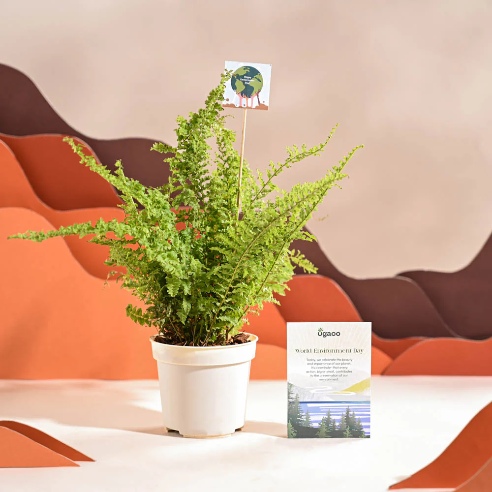 Fern Morpankhi For Environment Day Gifting - Image 56