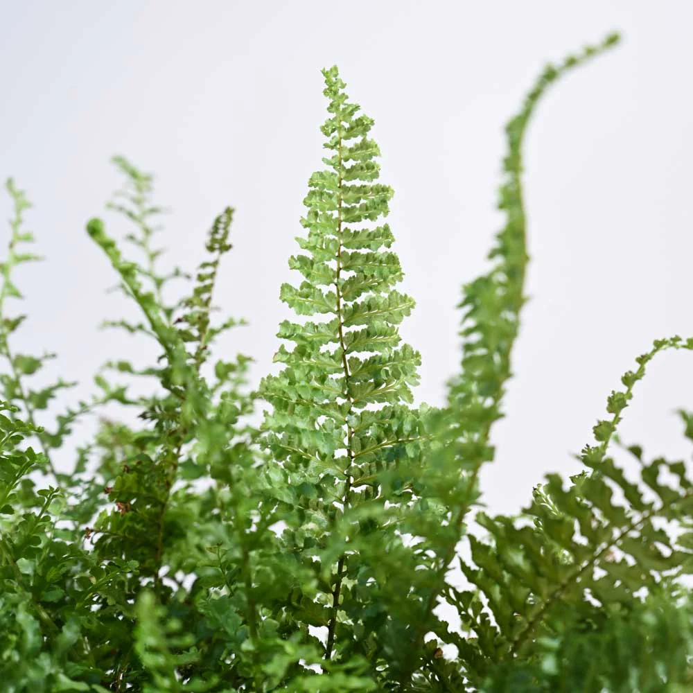 Fern Morpankhi For Environment Day Gifting - Image 66