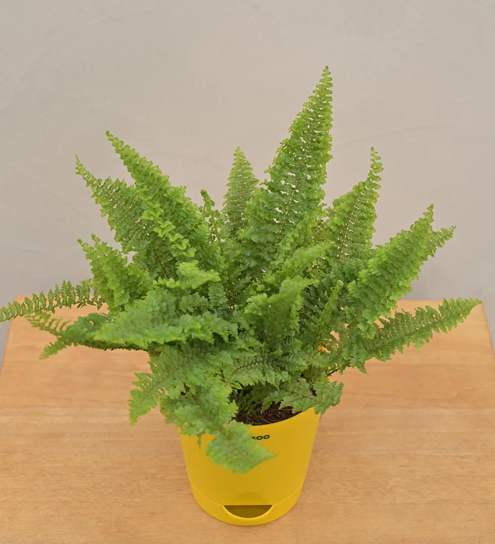 Fern Morpankhi Gift Hamper - Image 3