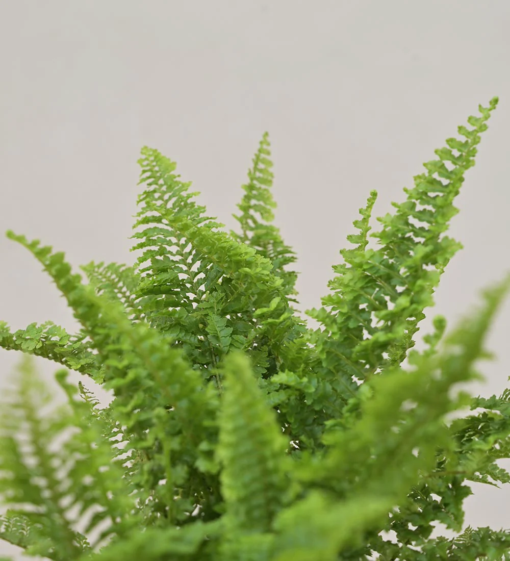 Fern Morpankhi Gift Hamper - Image 4