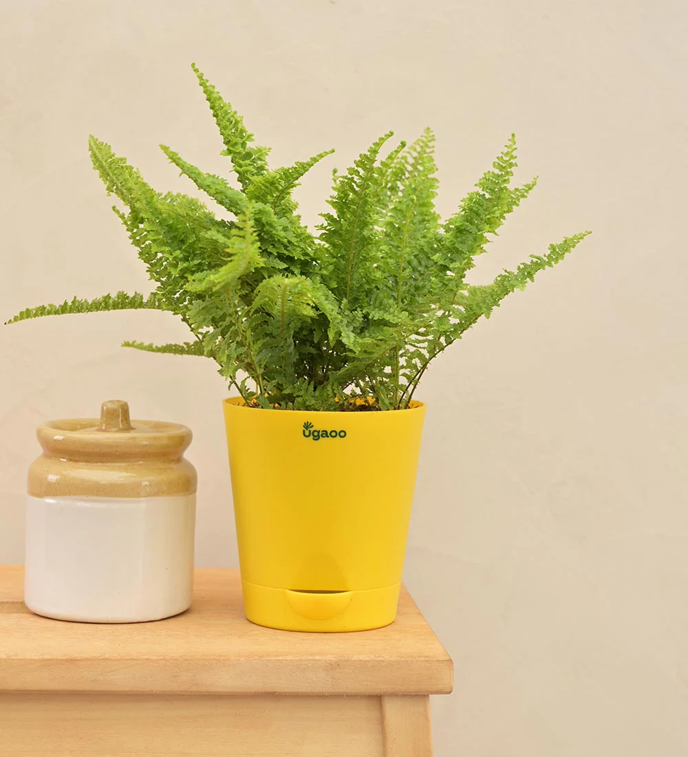 Fern Morpankhi Gift Hamper - Image 5
