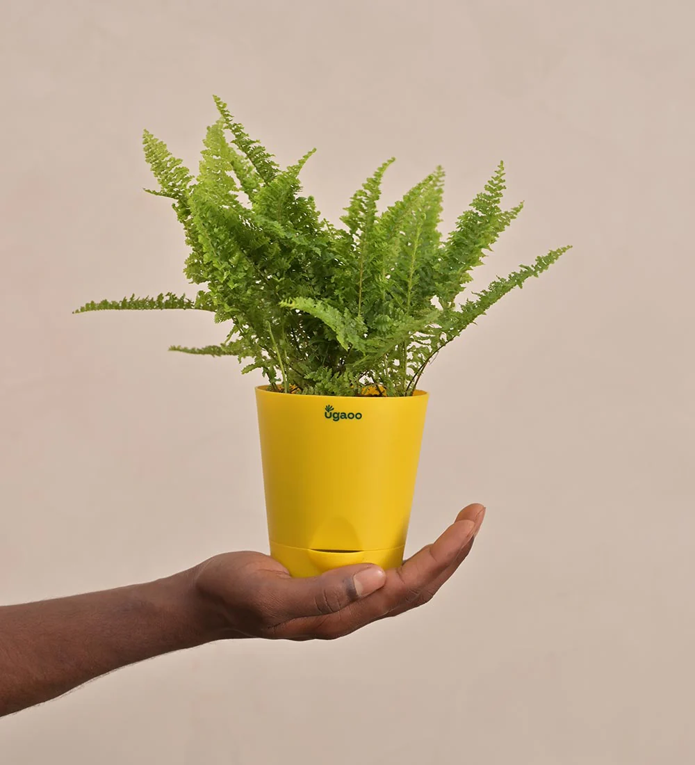 Fern Morpankhi Gift Hamper - Image 6