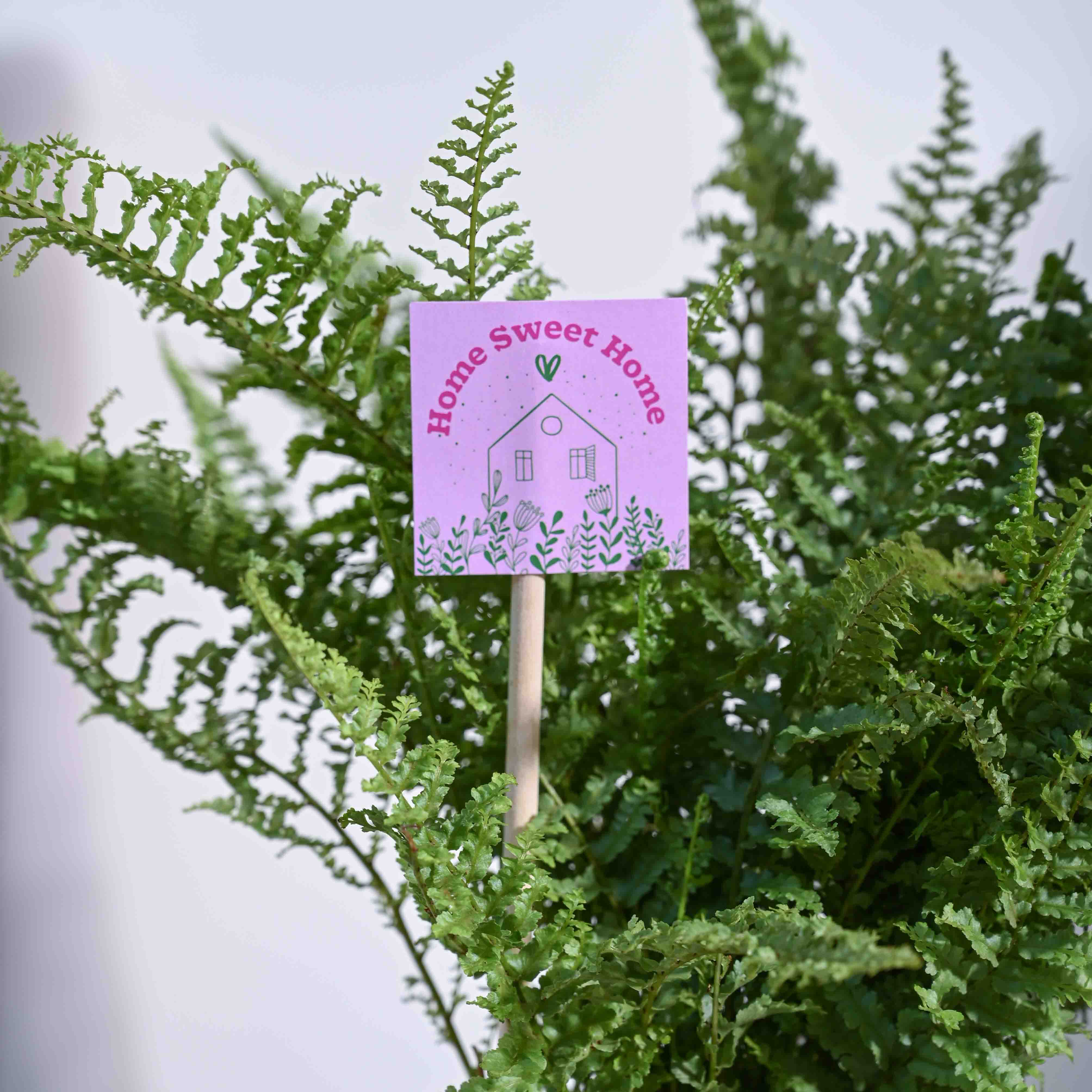 Fern Morpankhi Housewarming Gift Hamper - Image 5