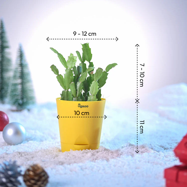 Festive Christmas Cactus - Image 4