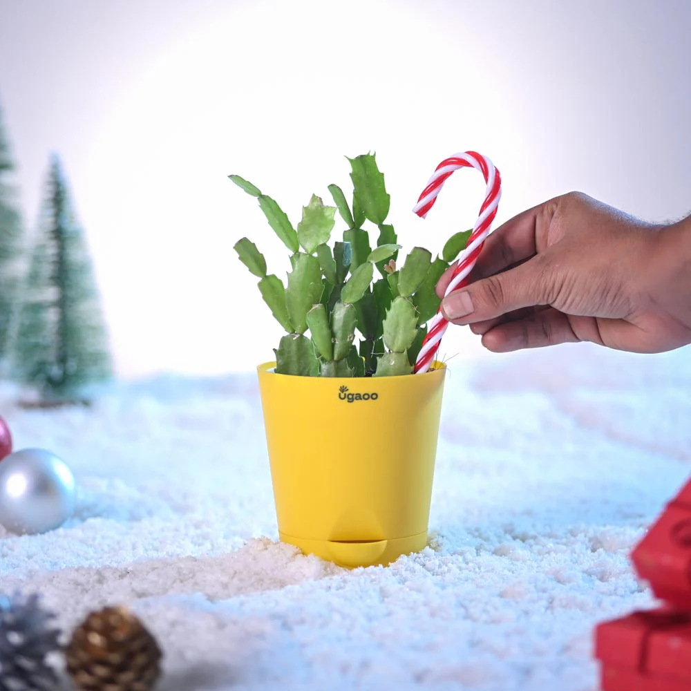 Festive Christmas Cactus - Image 5
