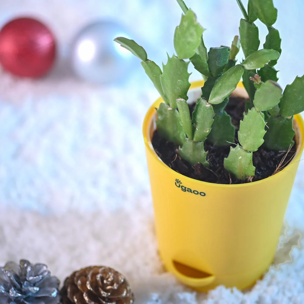 Festive Christmas Cactus - Image 6