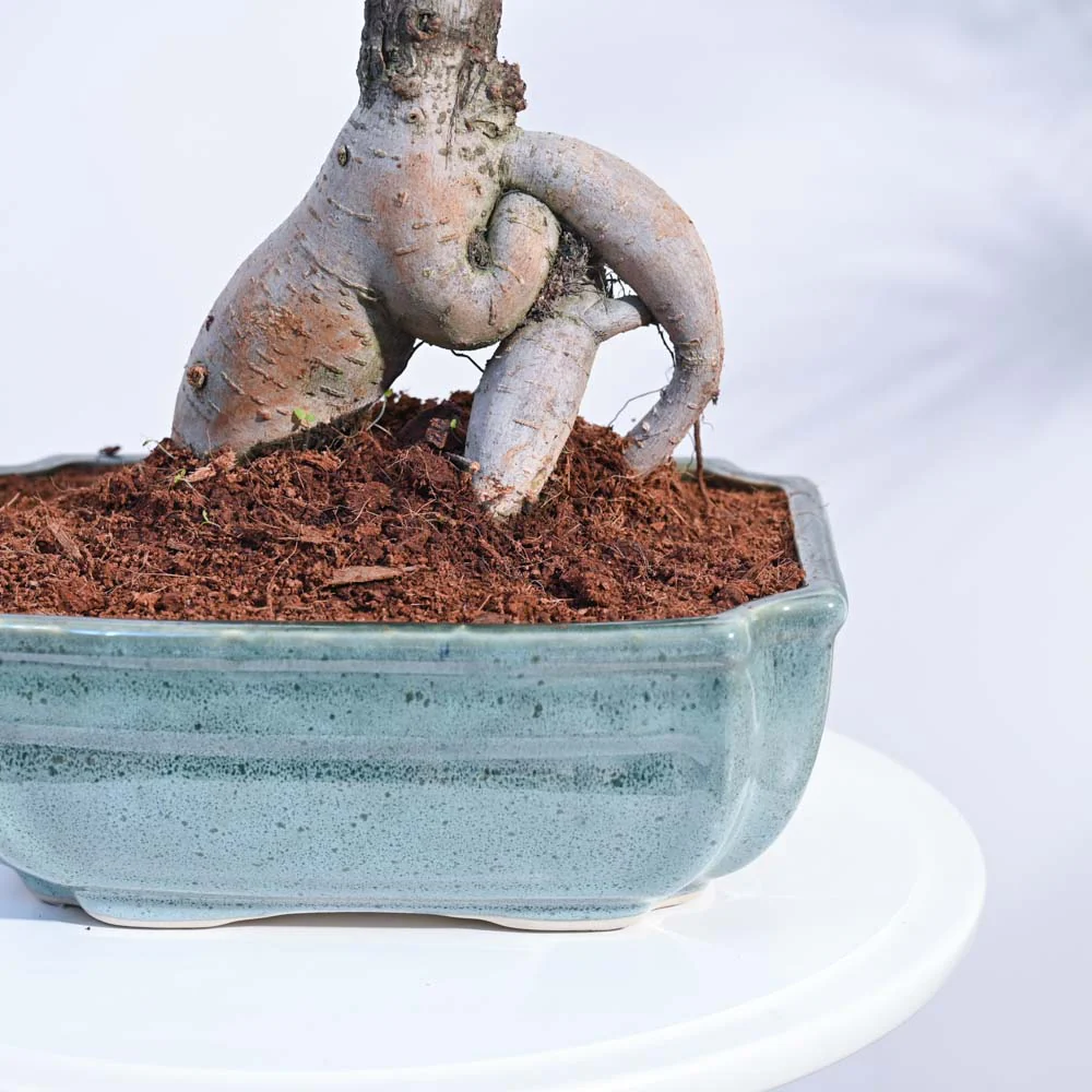 Ficus Bonsai Plant - Image 10
