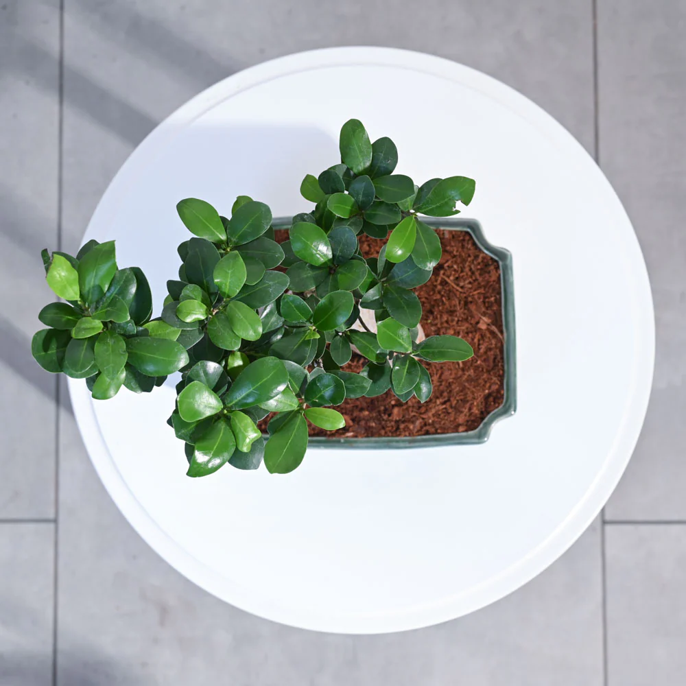Ficus Bonsai Plant - Image 13
