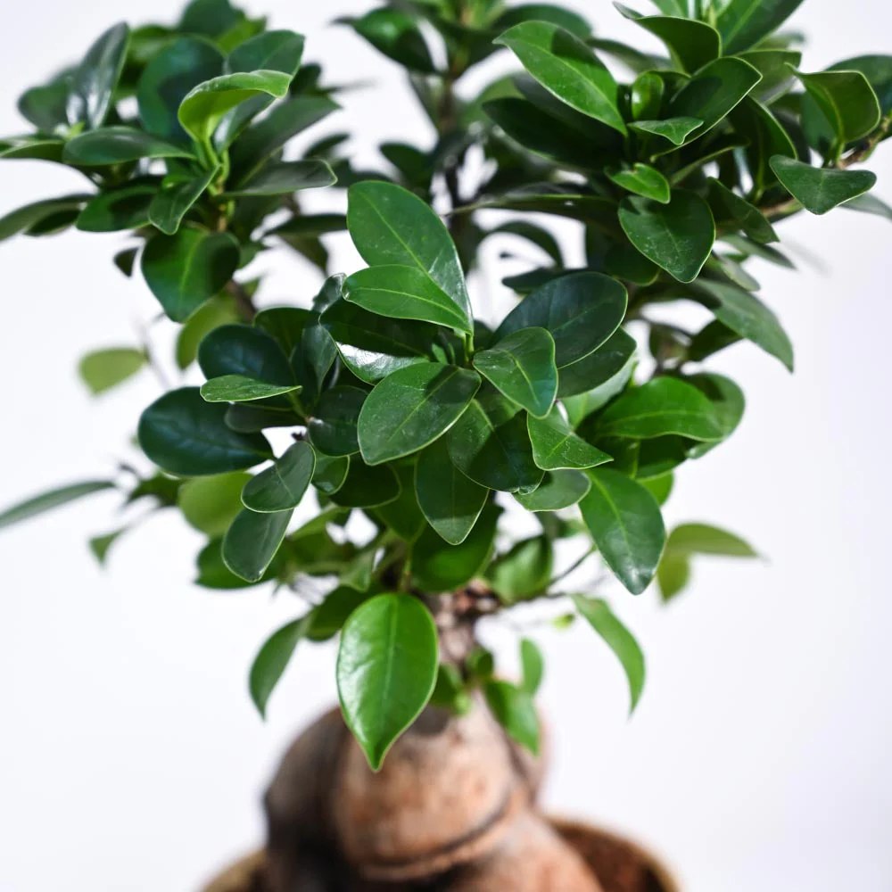 Ficus Bonsai Plant - Image 17