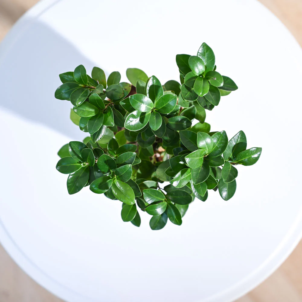 Ficus Bonsai Plant - Image 20