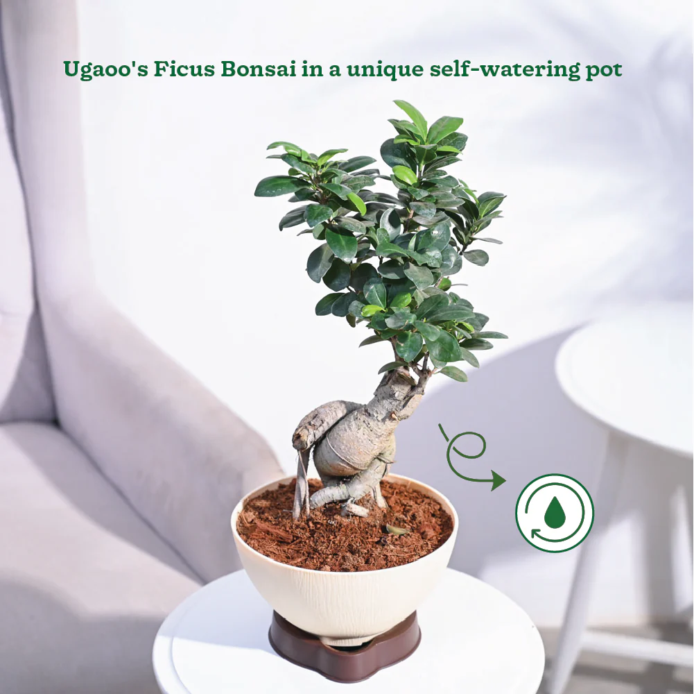 Ficus Bonsai Plant - Image 3