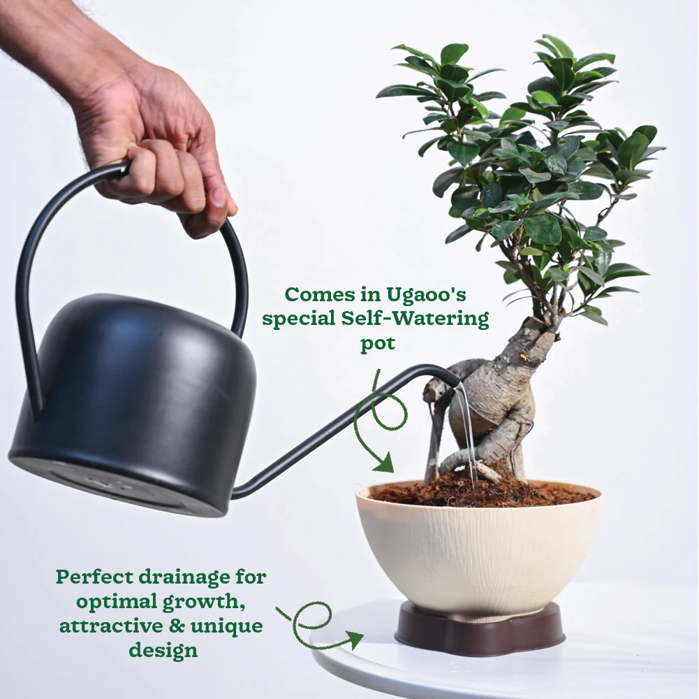 Ficus Bonsai Plant - Image 5