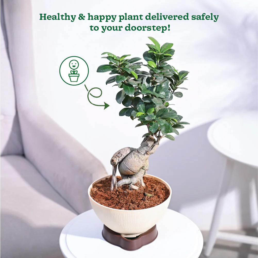 Ficus Bonsai Plant - Image 6
