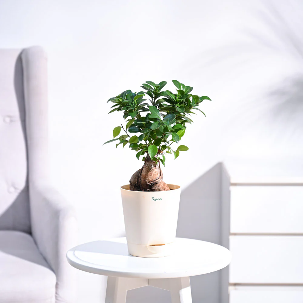 Ficus Bonsai Plant - Image 15