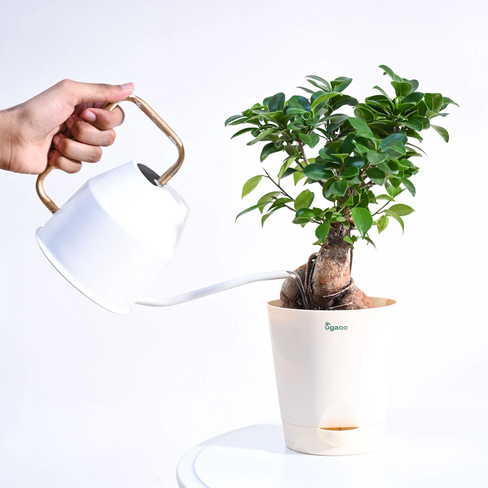 Ficus Bonsai Plant - Image 19