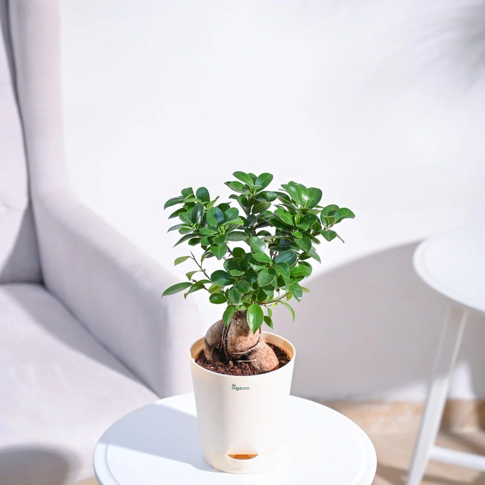 Ficus Bonsai Plant - Image 18