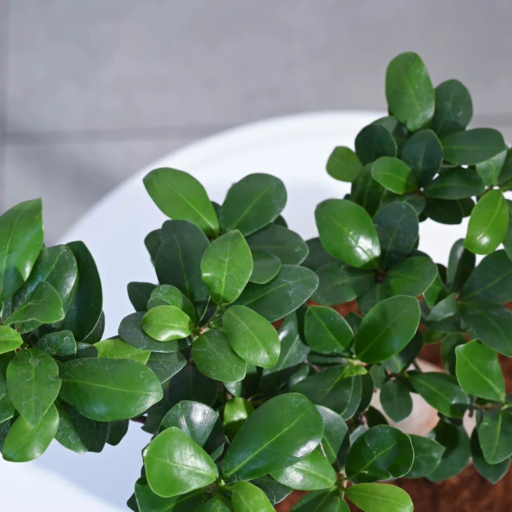 Ficus Bonsai Plant - Image 12