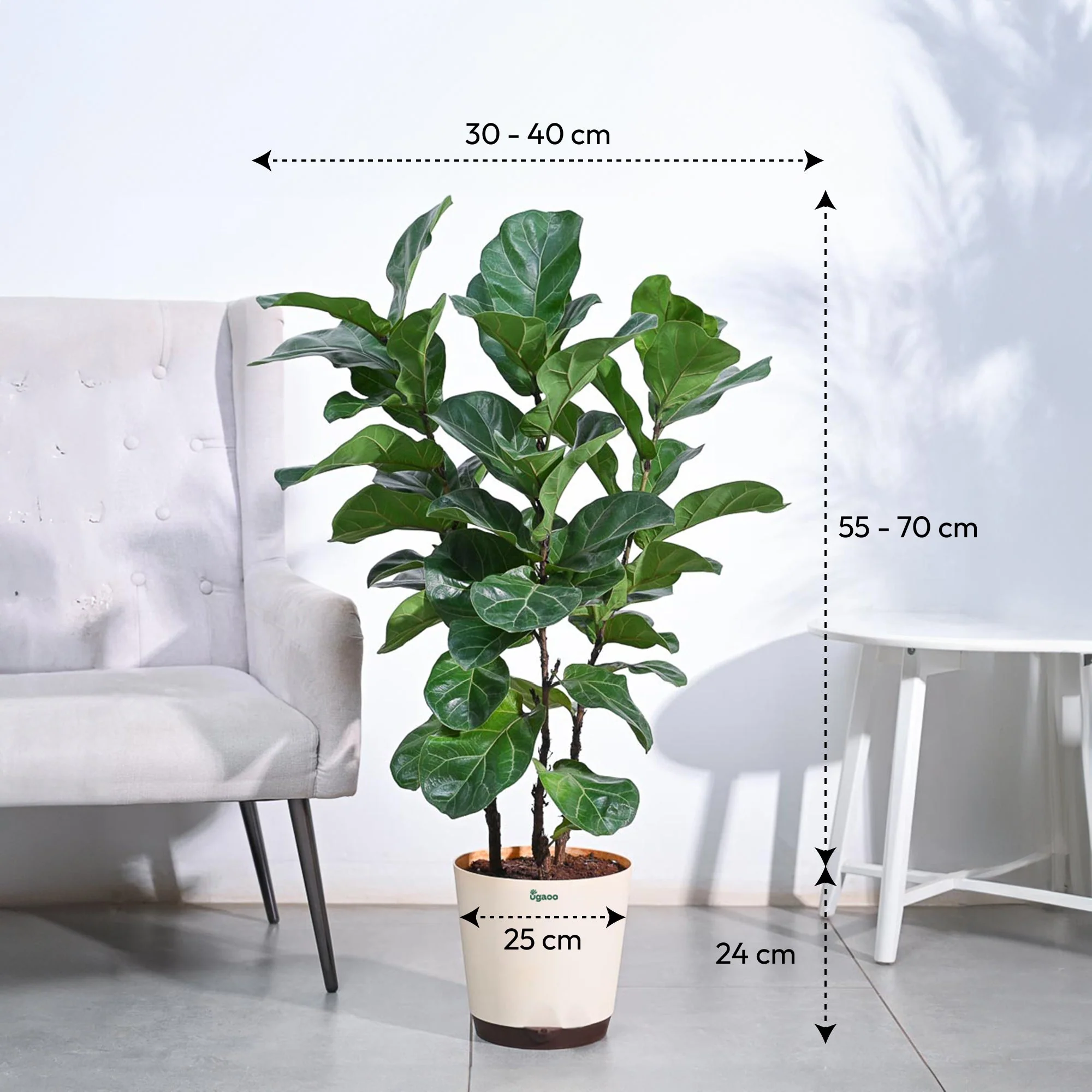 Ficus Lyrata Bambino -XL - Image 4
