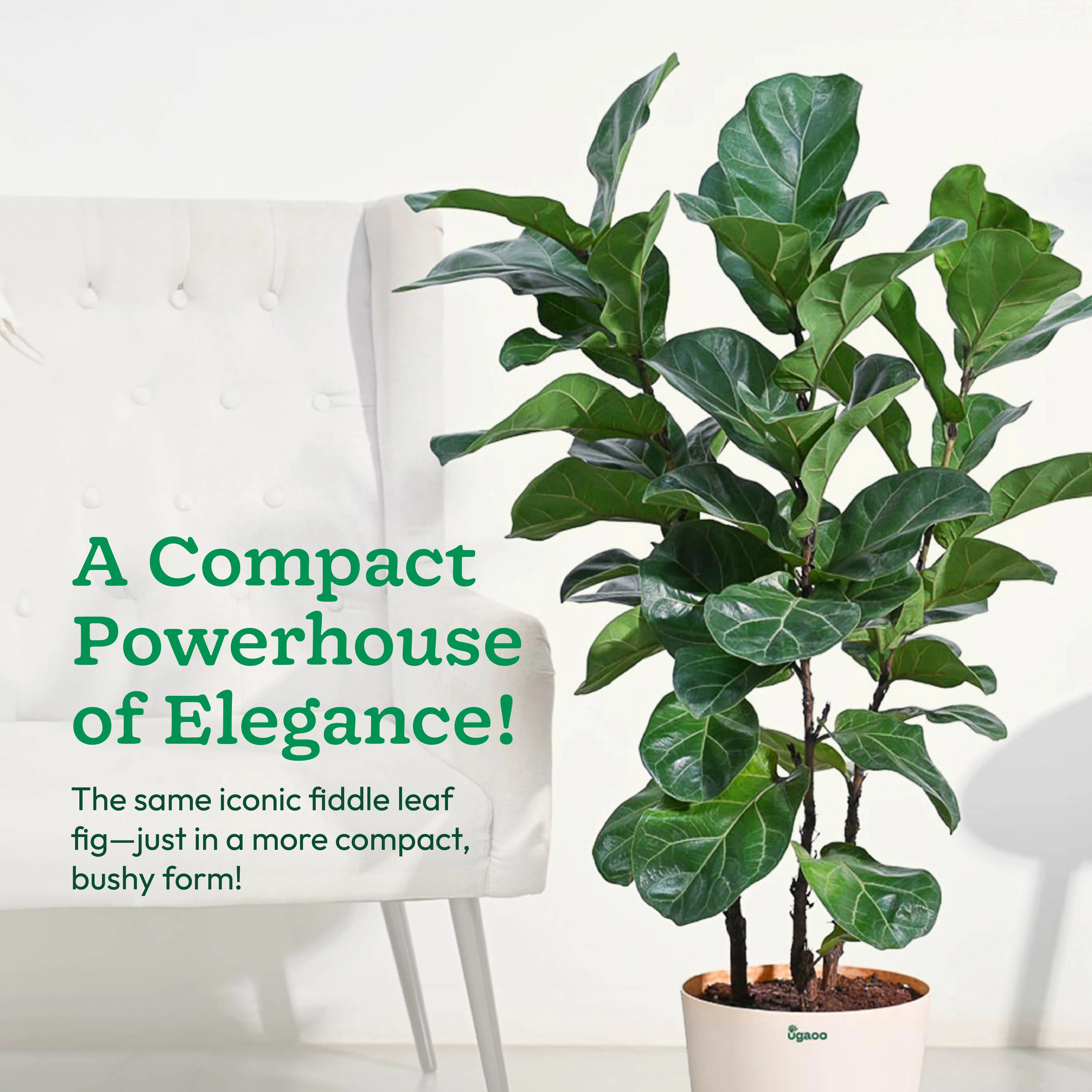 Ficus Lyrata Bambino -XL - Image 5