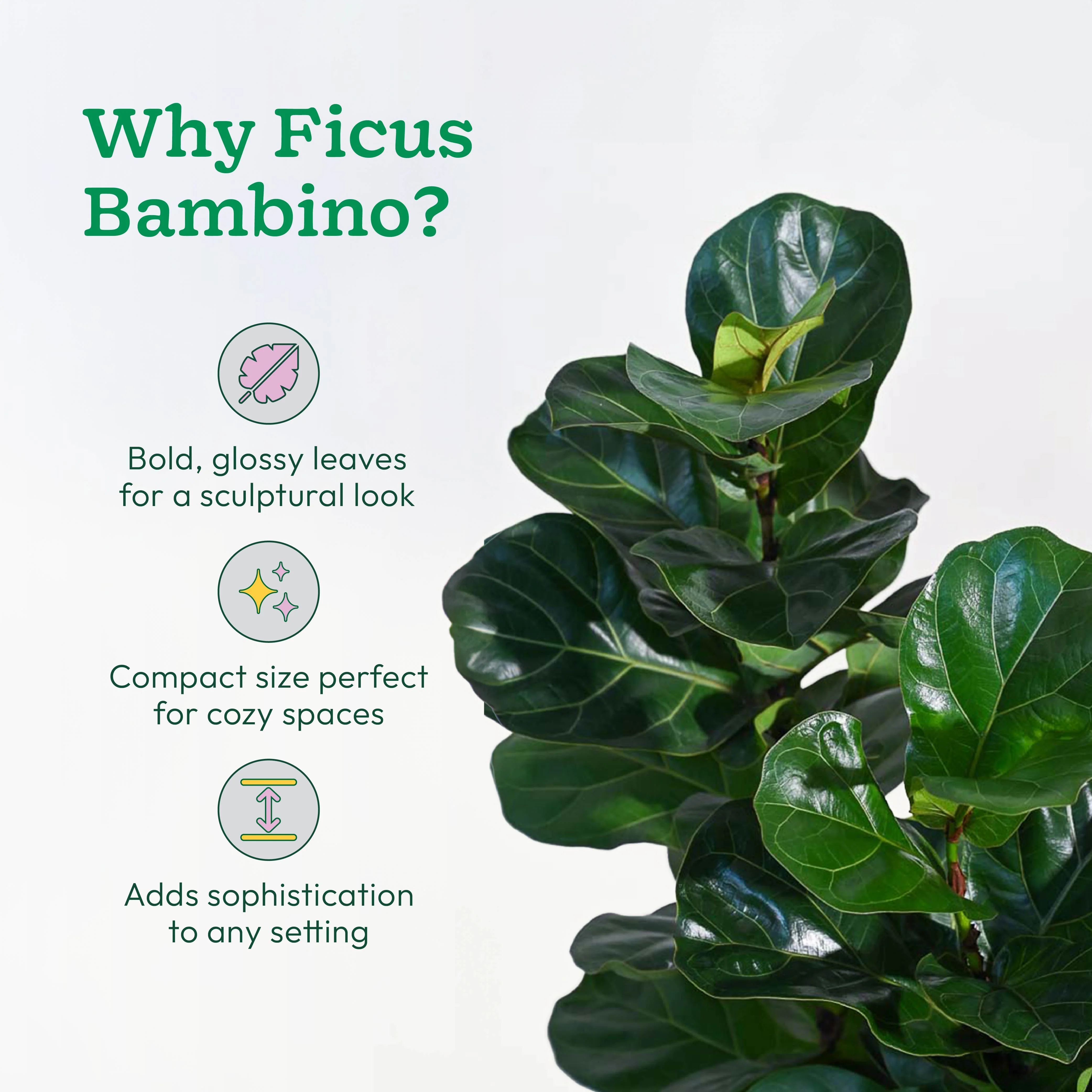 Ficus Lyrata Bambino -XL - Image 6