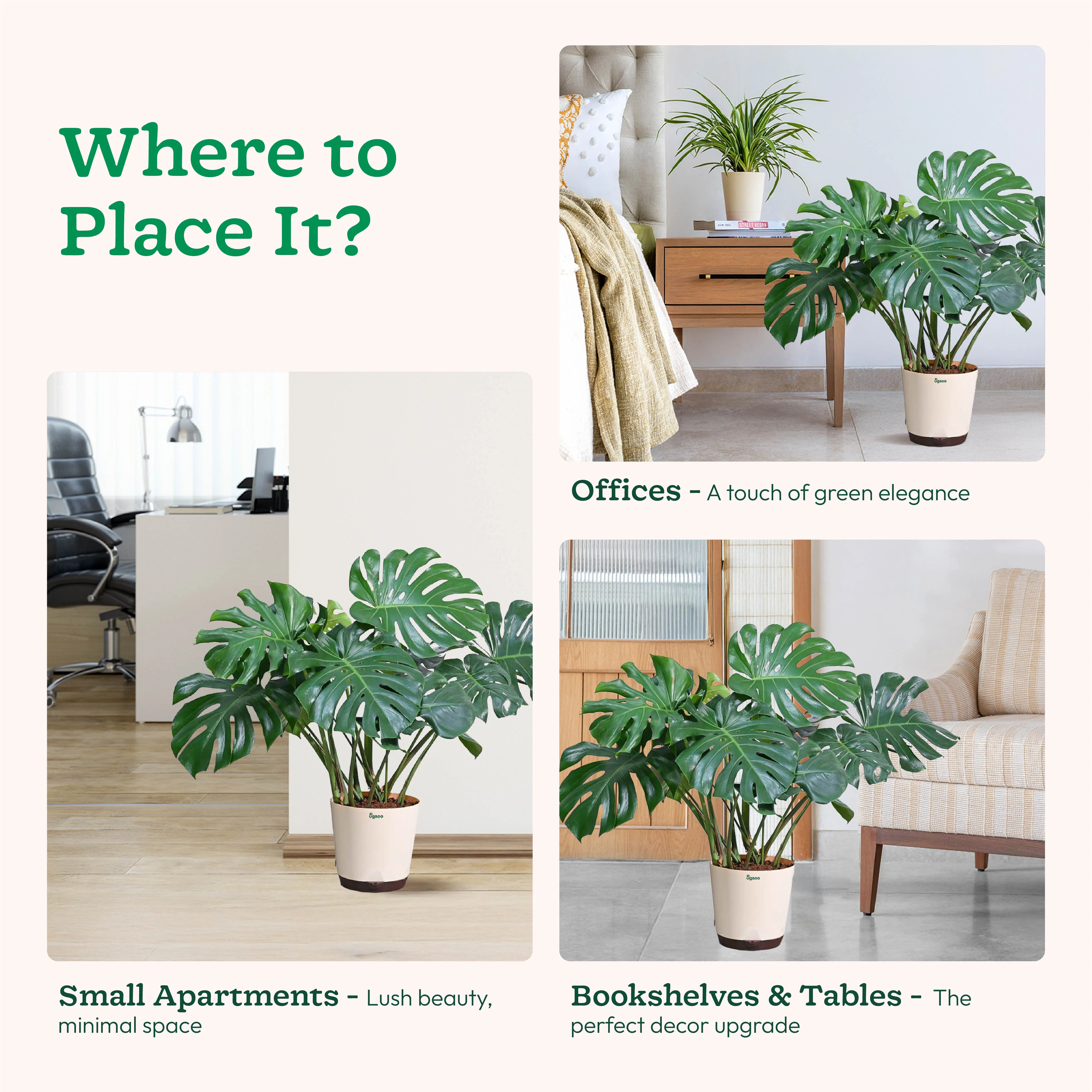 Ficus Lyrata Bambino -XL - Image 7