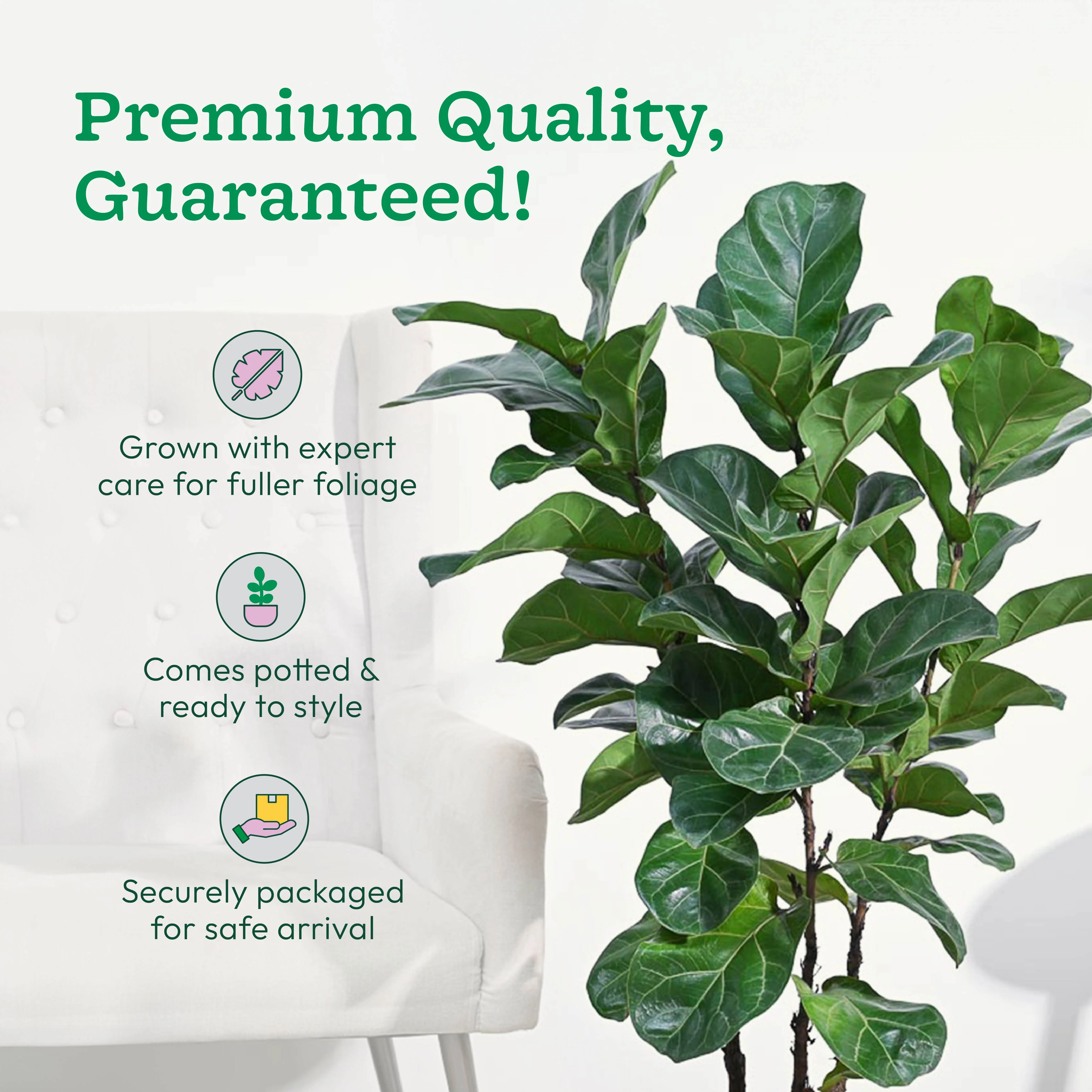 Ficus Lyrata Bambino -XL - Image 8