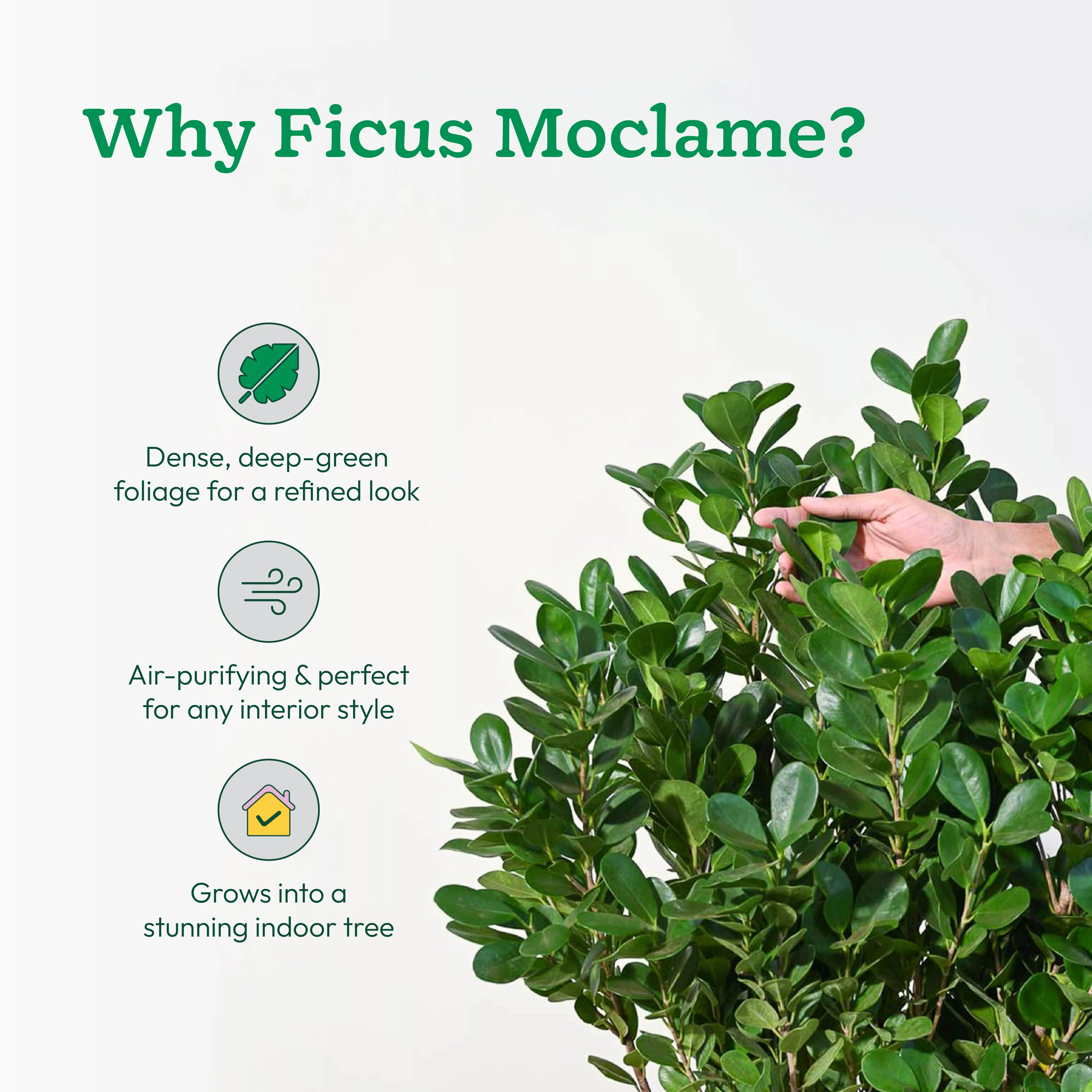 Ficus Moclame Plant - XL - Image 3