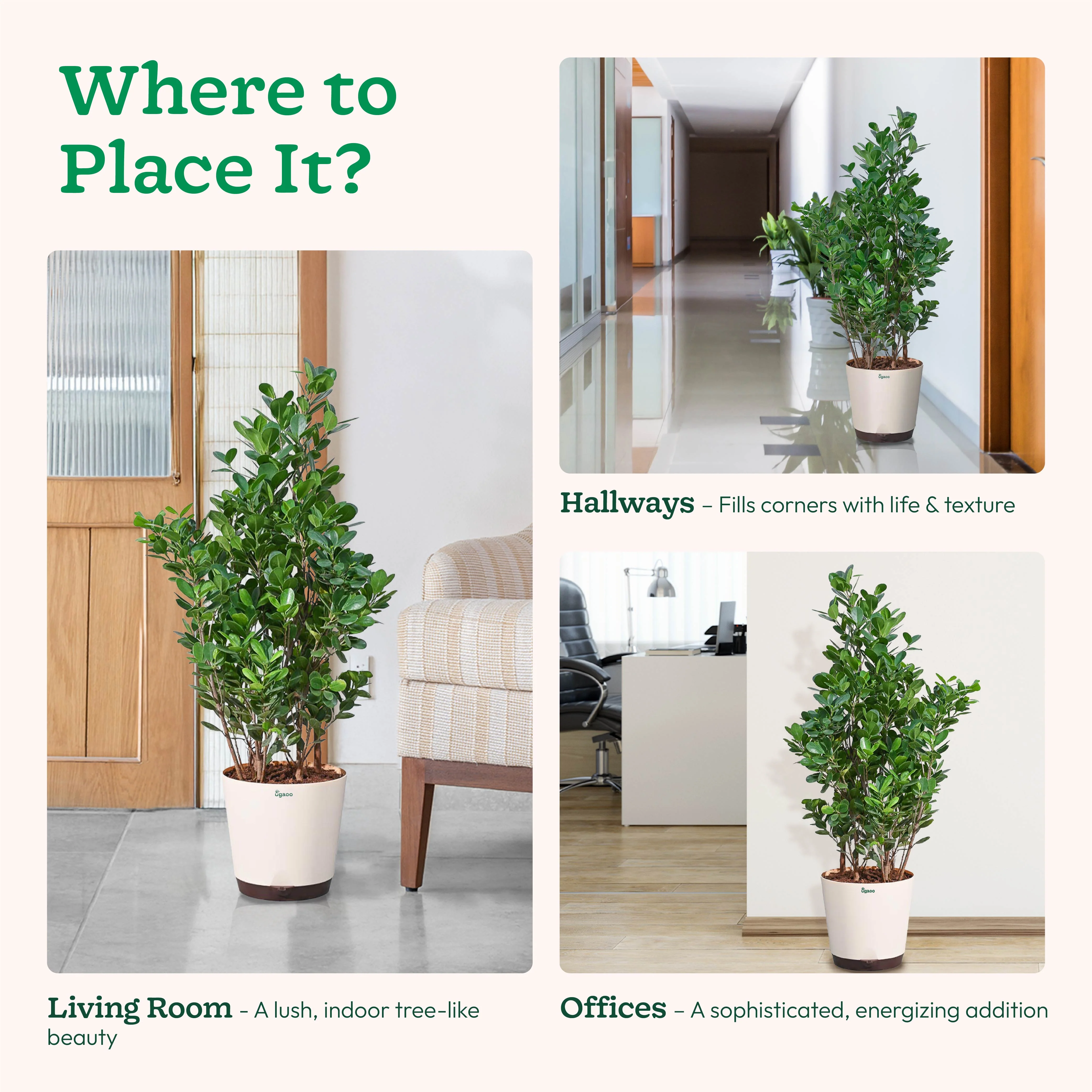 Ficus Moclame Plant - XL - Image 5