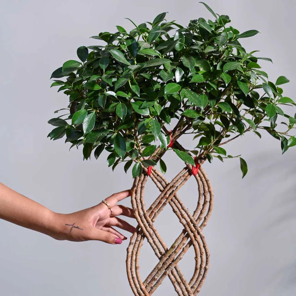 Ficus Netted Microcarpa - Image 3