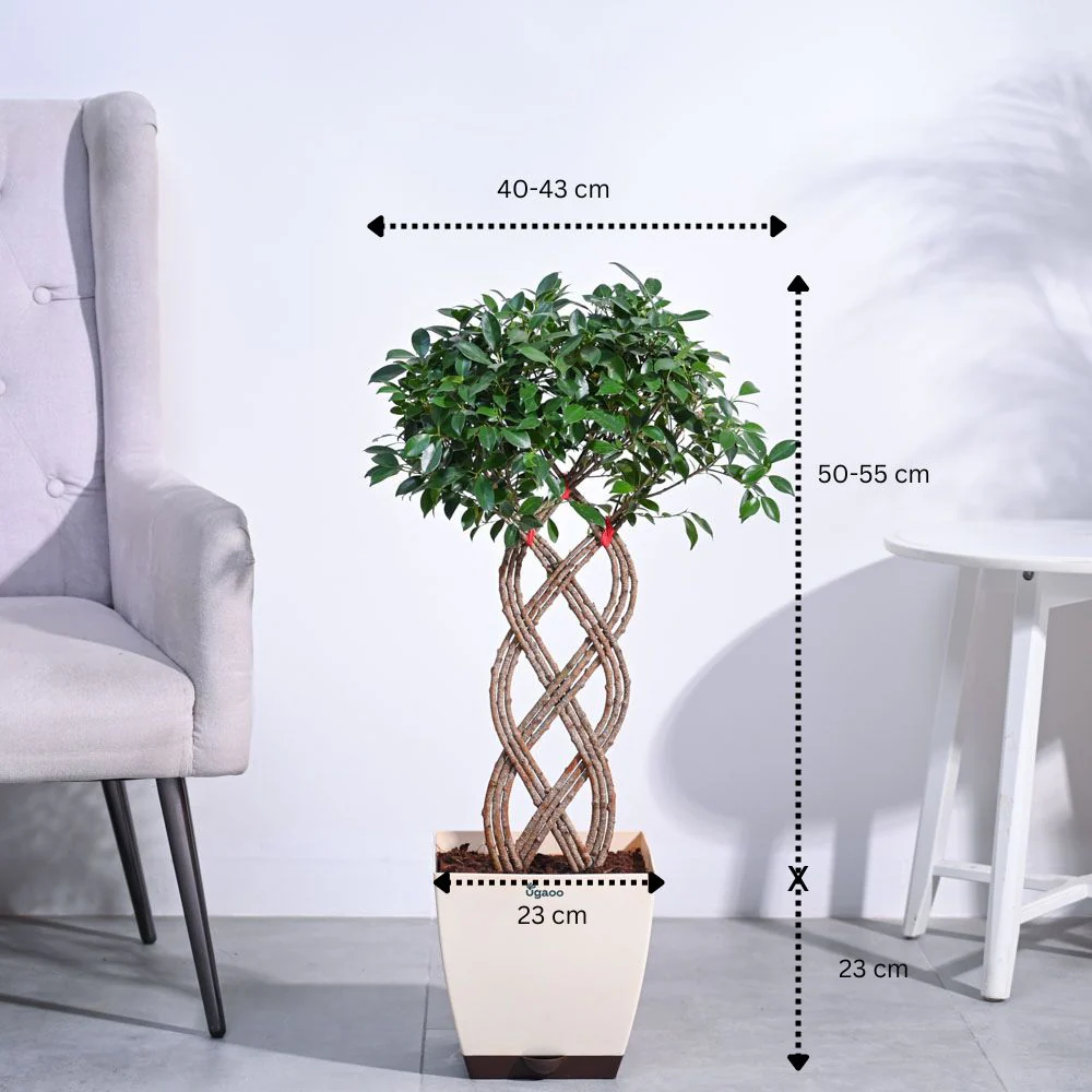 Ficus Netted Microcarpa - Image 4