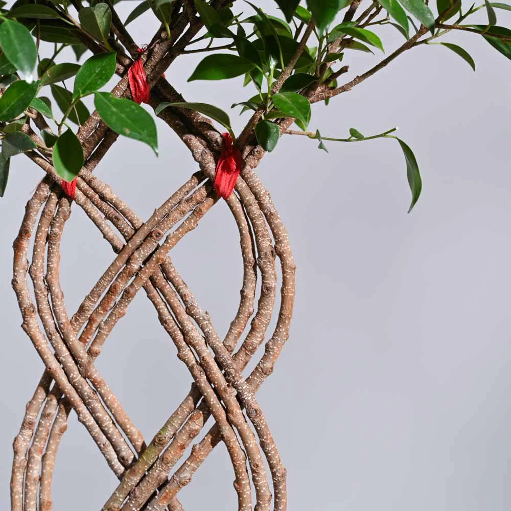 Ficus Netted Microcarpa - Image 5