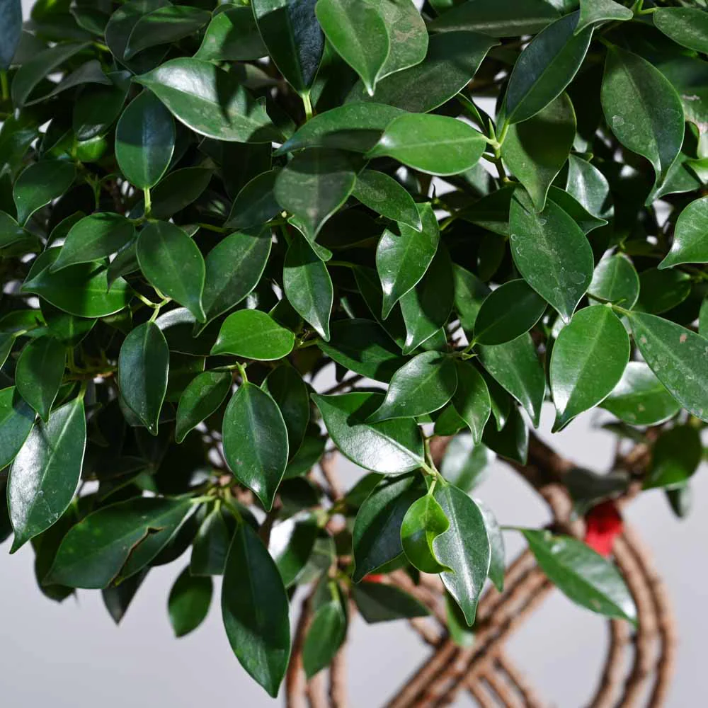 Ficus Netted Microcarpa - Image 6