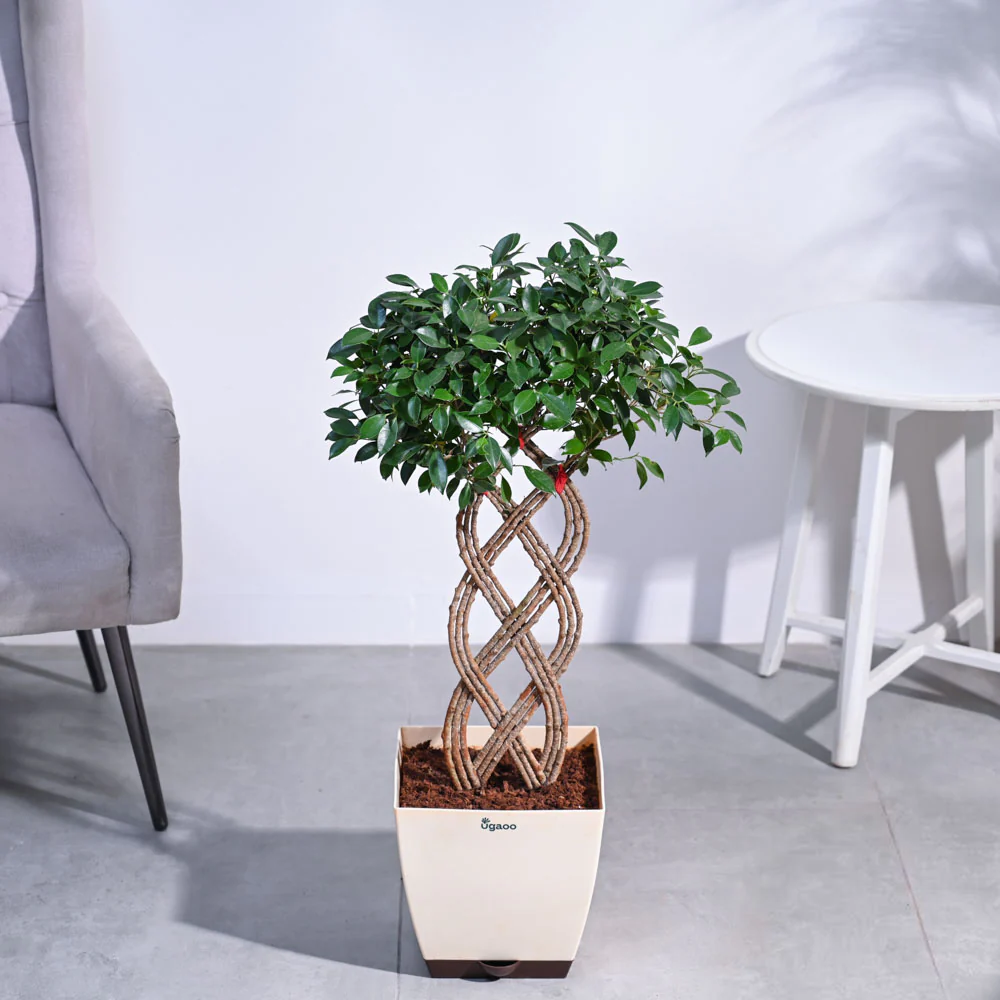 Ficus Netted Microcarpa - Image 7
