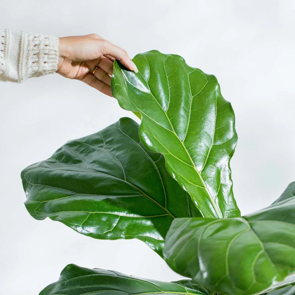 Fiddle Leaf Fig Plant - Image 12