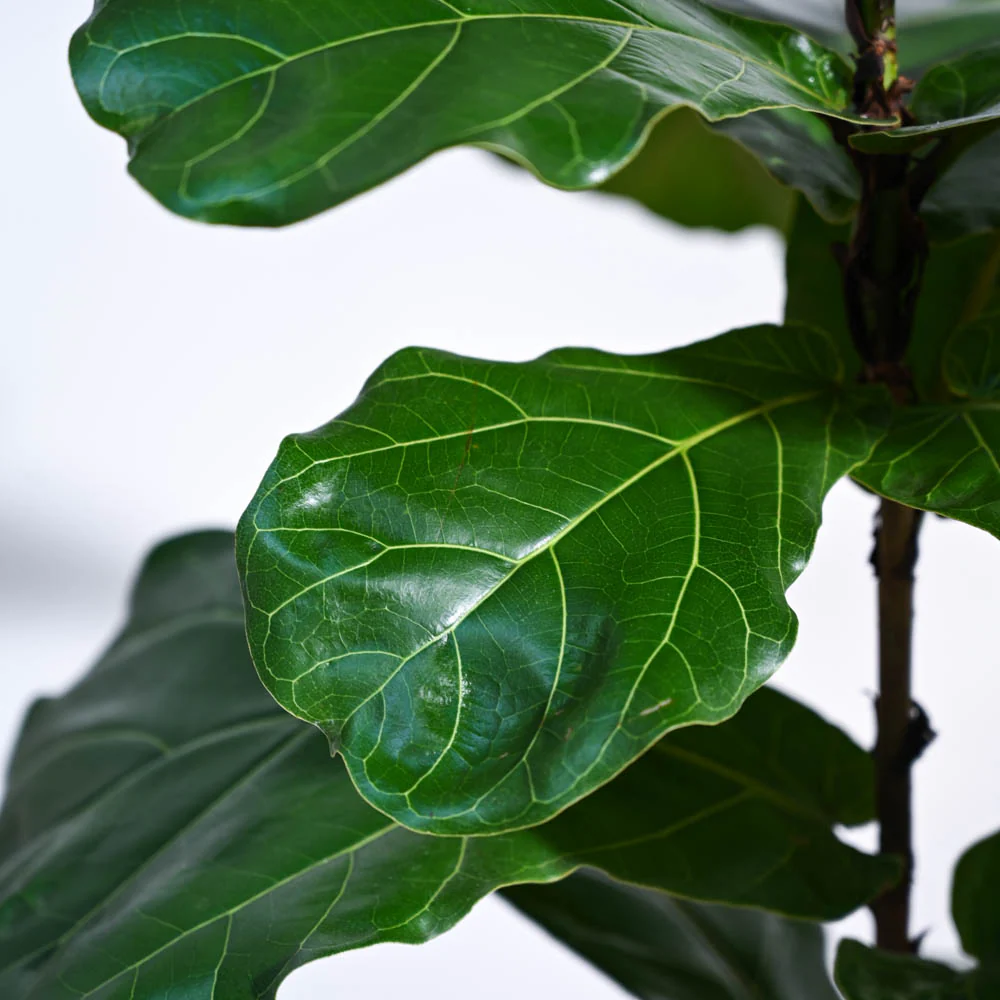 Fiddle Leaf Fig Plant - Image 40