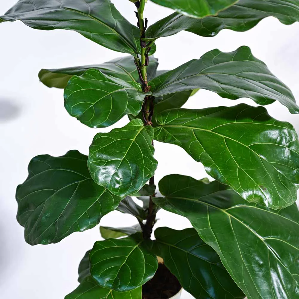 Fiddle Leaf Fig Plant - Image 42